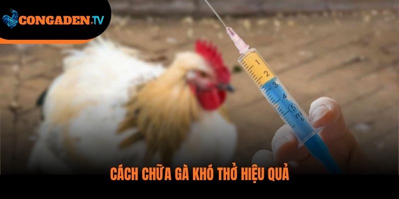 gà bị khò khè