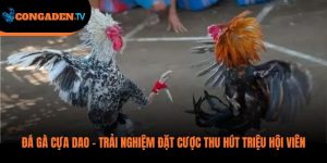 đá gà cựa dao