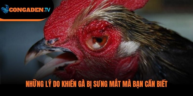 gà bị sưng mắt