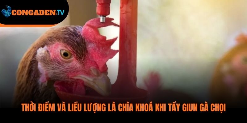 cách tẩy giun gà
