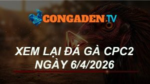 XEM LẠI ĐÁ GÀ CPC2 NGÀY 6/4/26